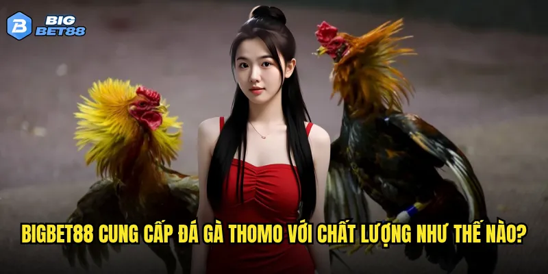 Bigbet88 cung cấp đá gà Thomo với chất lượng như thế nào?