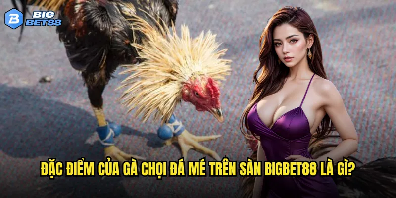 Gà chọi đá mé tại Bigbet88 có thu hút đông đảo người chơi không? 2 Đặc điểm của gà chọi đá mé trên sàn Bigbet88 là gì?