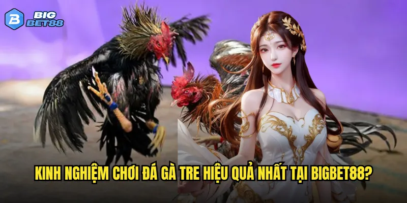 Kinh nghiệm chơi đá gà tre hiệu quả nhất tại Bigbet88?