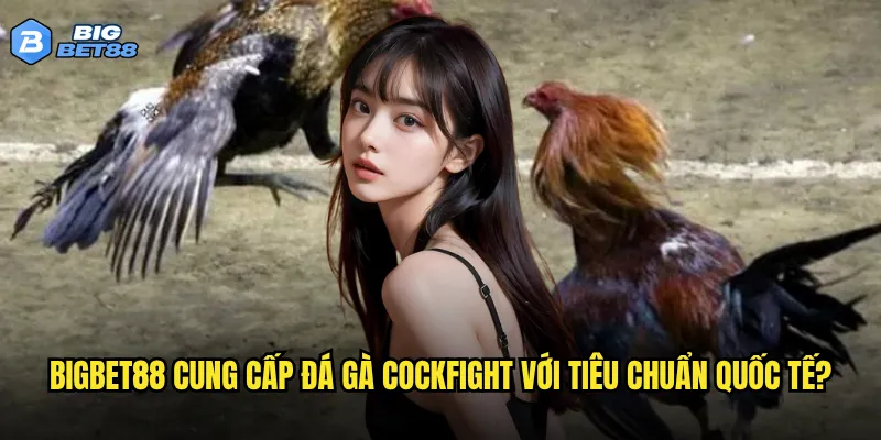 Bigbet88 cung cấp đá gà Cockfight với tiêu chuẩn quốc tế?