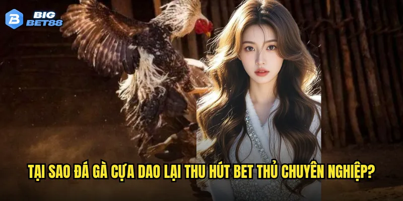 Tại sao đá gà cựa dao lại thu hút bet thủ chuyên nghiệp?
