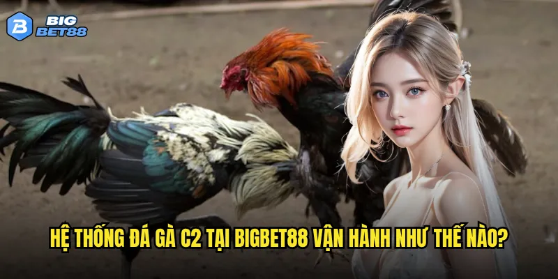 Hệ thống đá gà C2 tại Bigbet88 vận hành như thế nào?