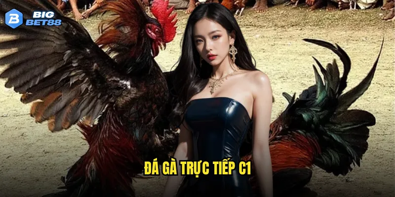 đá gà trực tiếp C1