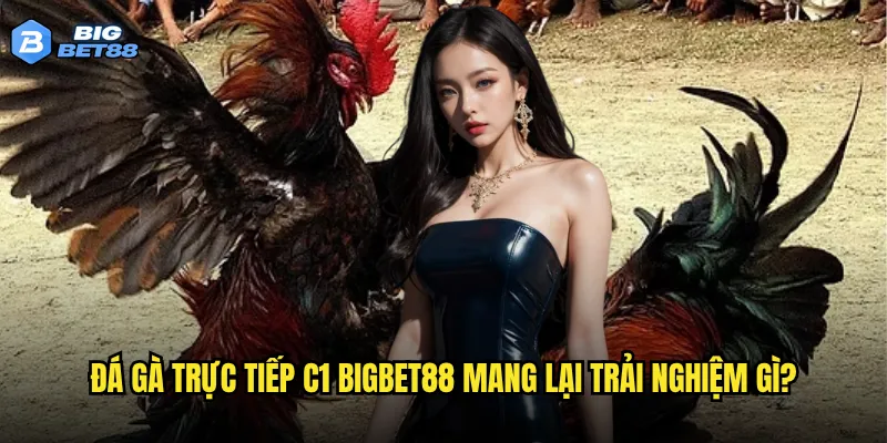 Đá gà trực tiếp C1 Bigbet88 mang lại trải nghiệm gì?